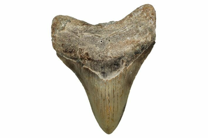 Serrated, Fossil Megalodon Tooth - North Carolina #344078
